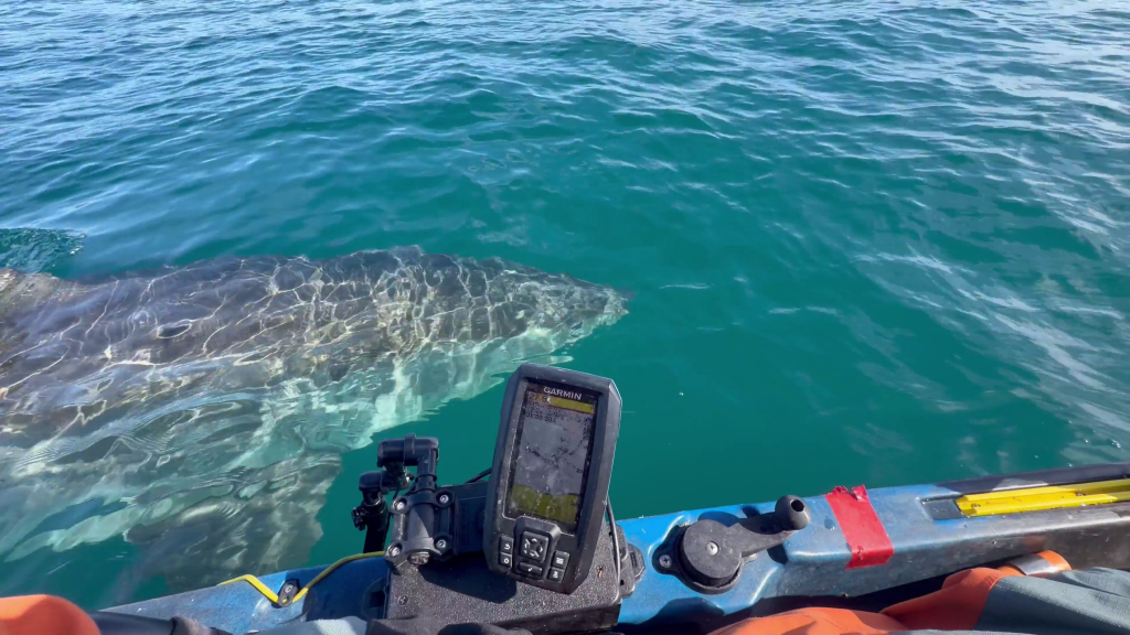 A great white shark swims next to a kayak in the ocean, viewed from the kayaker's perspective with a fish finder on the boat.