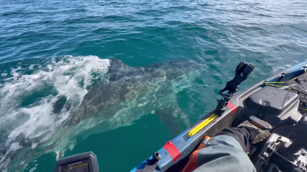 A great white shark swims alongside a kayak in the ocean.