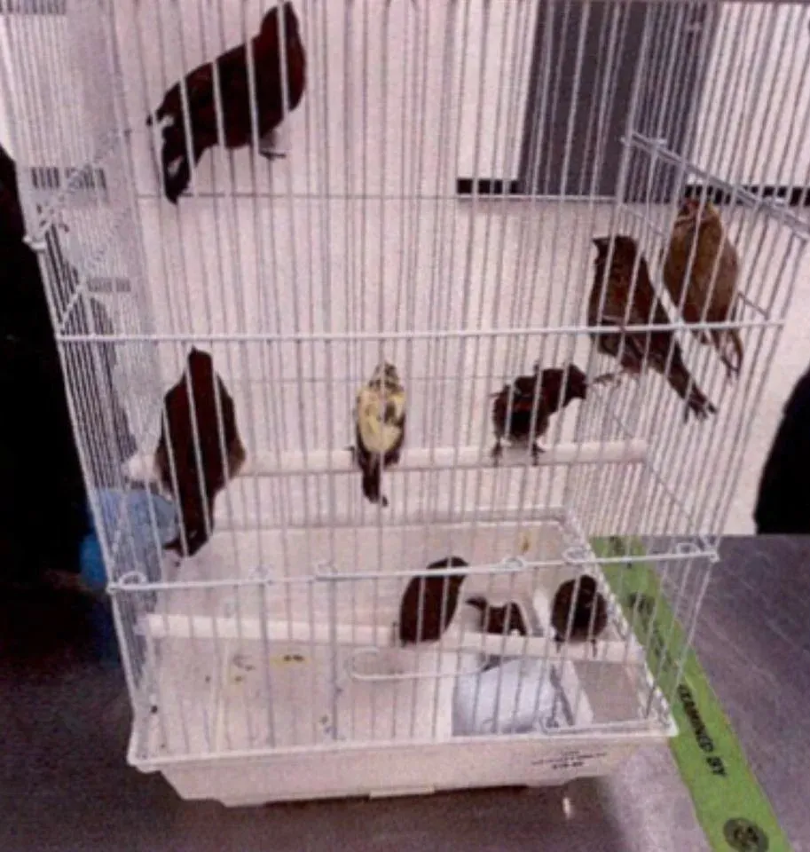 Officers recovered 10 birds from the containers, which were preliminarily identified as eight yellow-faced grassquits and two blue grosbeaks, court documents said.