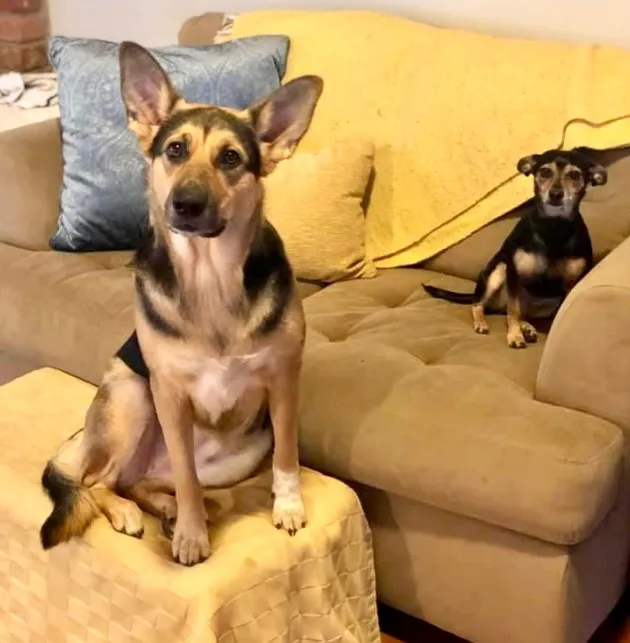 Two dogs sit together in a living room, with one larger dog in the foreground on a footstool and a smaller dog seated on the couch behind it.