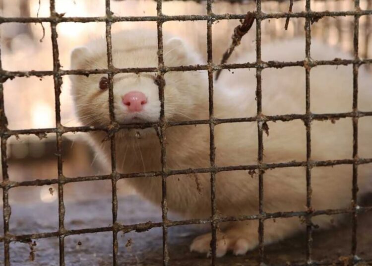 Utah hushed up brewing catastrophic threat to keep animal rights groups in the dark