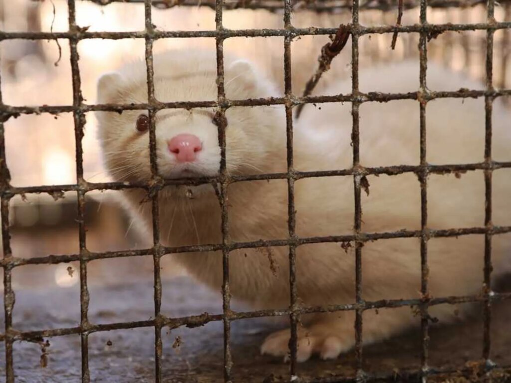 Utah hushed up brewing catastrophic threat to keep animal rights groups in the dark