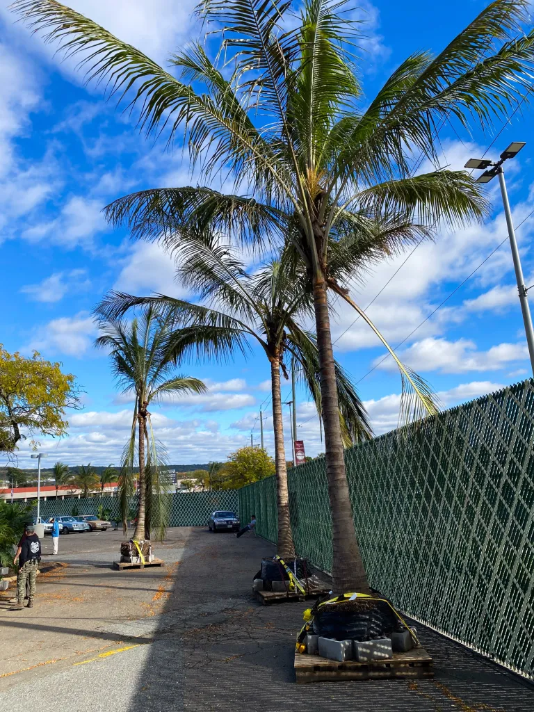 Palm trees in plant pots on a film set in New Jersey.