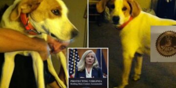 ‘Biscuit’ the dog is latest dead felon to get their voting rights back from Virginia Gov. Spanberger, confused owner says