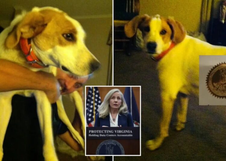 ‘Biscuit’ the dog is latest dead felon to get their voting rights back from Virginia Gov. Spanberger, confused owner says