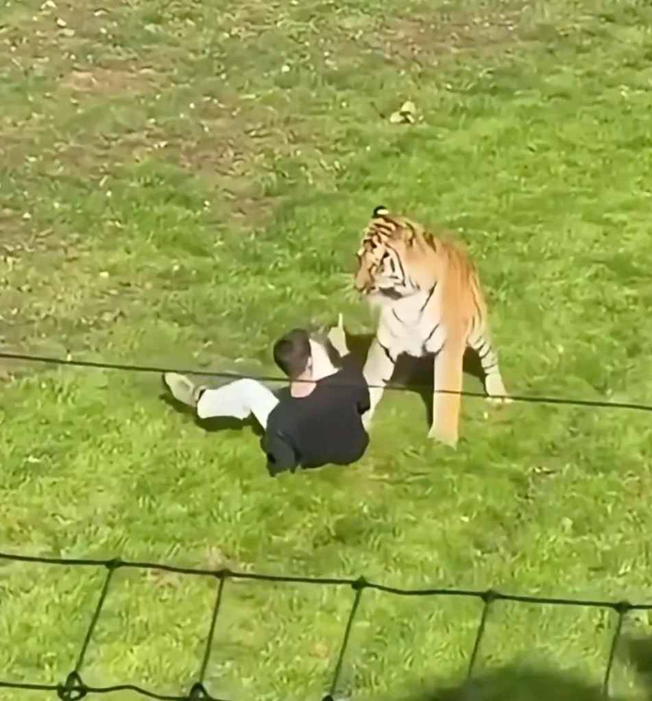 A man lying on the grass in a tiger enclosure while a tiger stands near him.