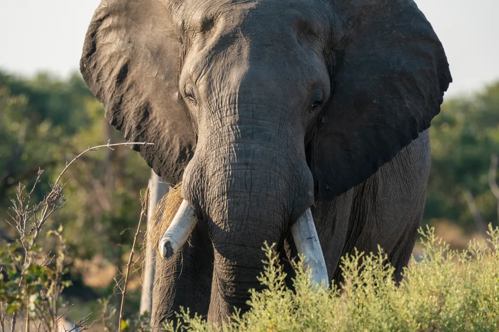 Close-up of an African elephant in the Okavango Delta, Botswana, with tall grass in the foreground.