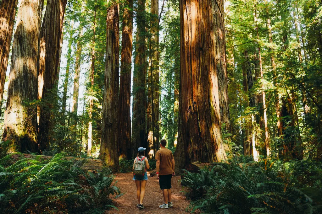 A couple walks along a trail through the towering redwoods of Redwood National and State Park.