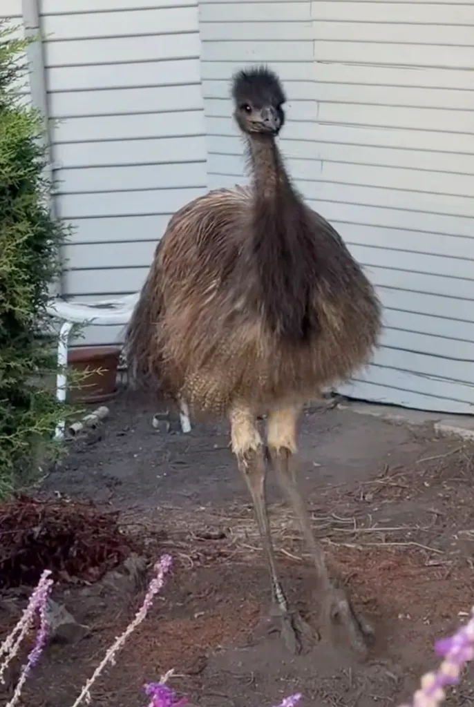 An emu standing outside near a house and garden.