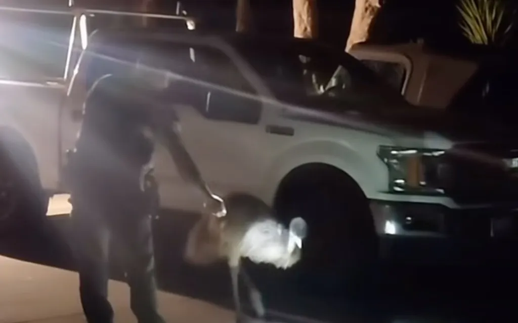 A Santa Cruz County Sheriff's deputy captures an escaped emu at night near a pickup truck.