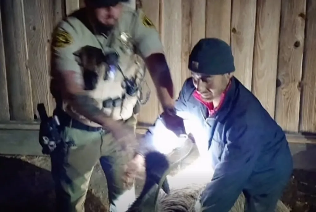 Santa Cruz County Sheriff's Office officers capture an escaped emu at night.