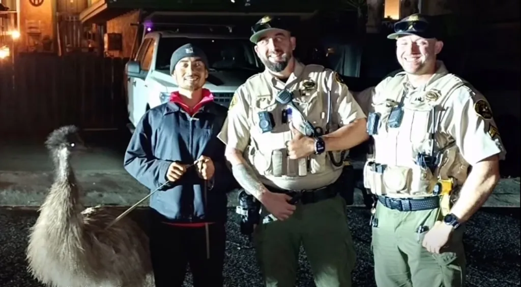 Two Santa Cruz County Sheriff's deputies and the owner posing with the captured emu at night.