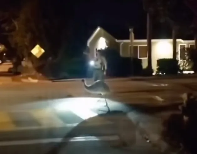 A Santa Cruz County Sheriff's Office deputy shines a flashlight on an escaped emu standing on a street at night.
