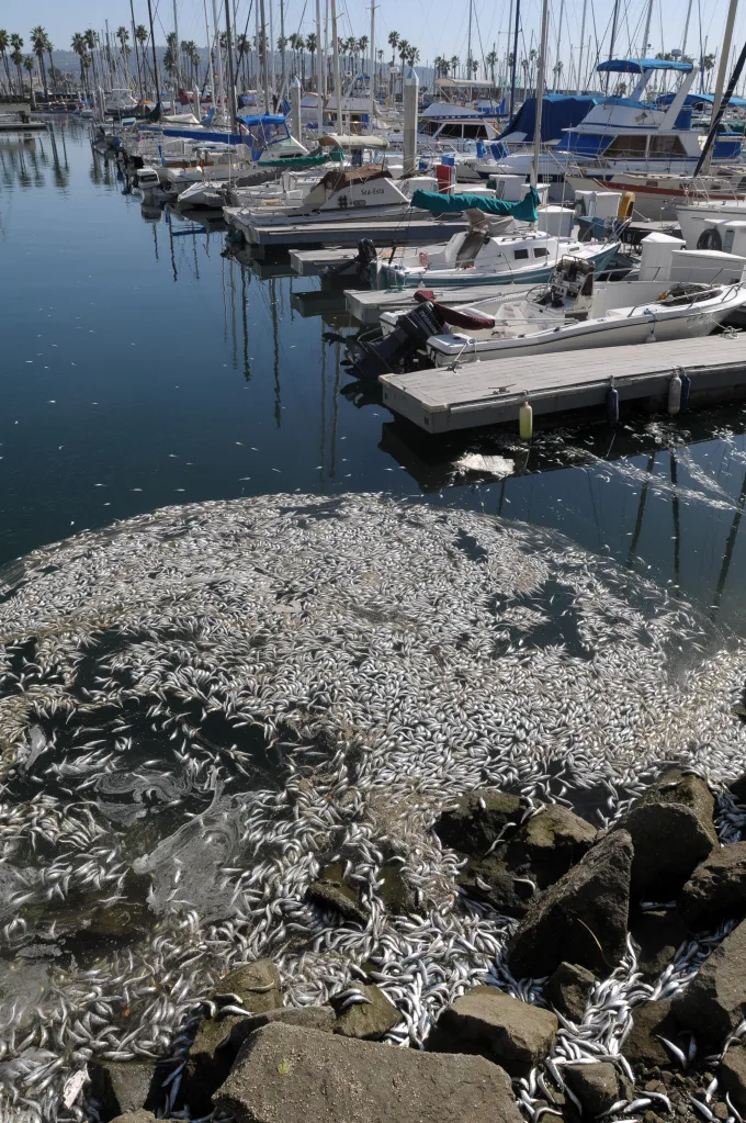 Hundreds of thousands of dead sardines and small fish washed ashore in a harbor with moored boats.