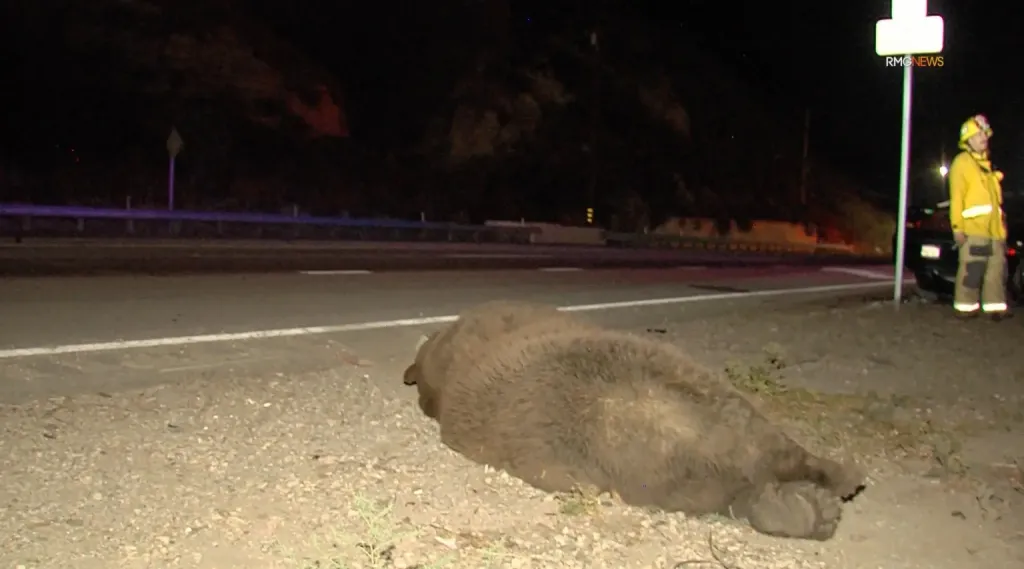 A bear fatally struck by a car lies on the side of a freeway at night, with a firefighter standing nearby.