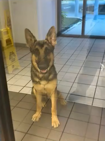 A German Shepherd sits patiently inside, looking through a glass door.