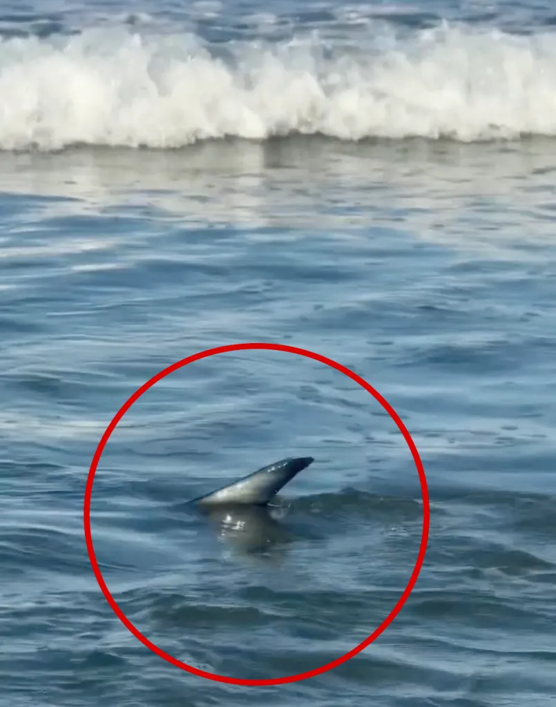 A shark fin is visible above the surface of the water near a beach.