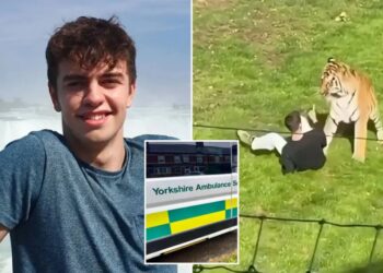 UK ambulance staff viewed medical records of ex-child actor fatally mauled by tiger without ‘legitimate reason’: report