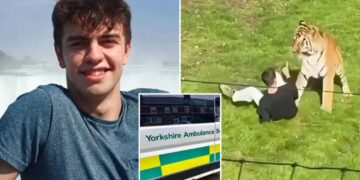 UK ambulance staff viewed medical records of ex-child actor fatally mauled by tiger without ‘legitimate reason’: report