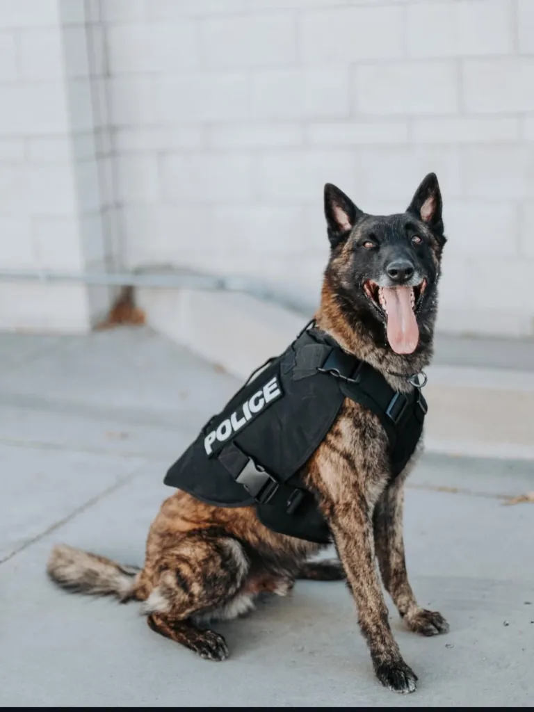 Alhambra Police Department K9 Otis sitting outdoors wearing a black police vest, with his tongue hanging out.