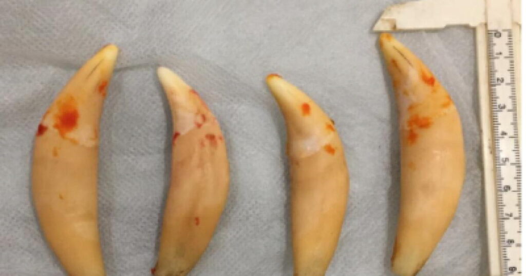 Anaheim couple trafficked endangered wildlife parts, including bear gallbladders and lion teeth, feds say