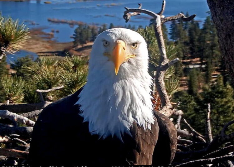 Cause of death for Jackie the bald eagle revealed; avian icon has been cremated