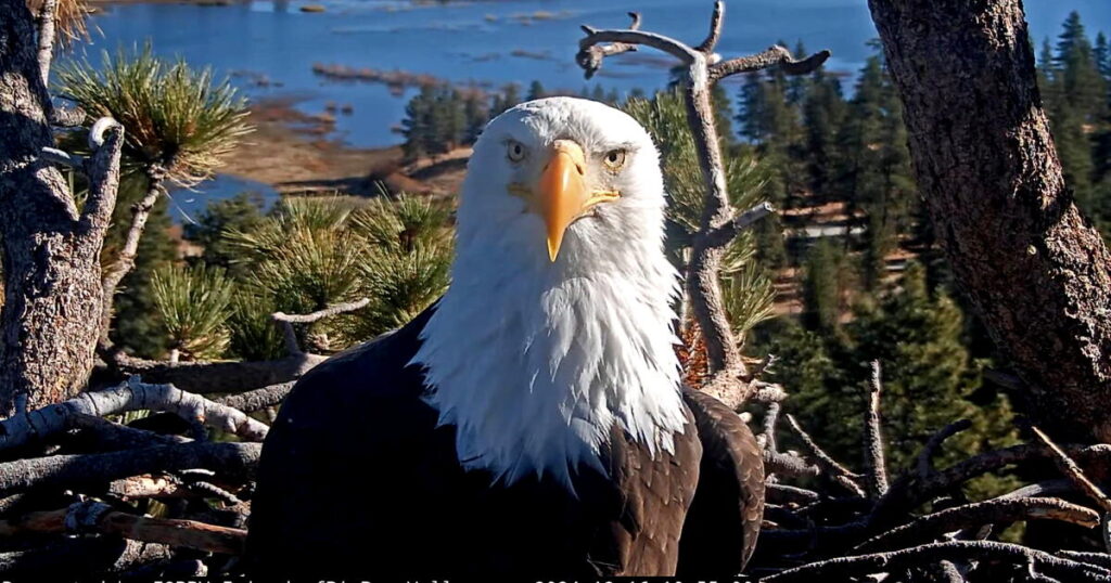 Cause of death for Jackie the bald eagle revealed; avian icon has been cremated