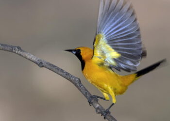 Our animal nature fuels xenophobia, but nature also supplies the cure