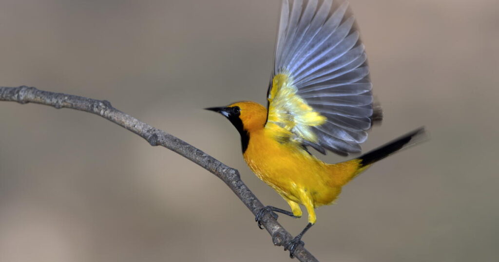 Our animal nature fuels xenophobia, but nature also supplies the cure