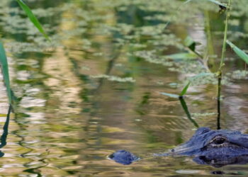 Fisherman, 71, attacked and killed by 12-foot alligator alongside Florida lake