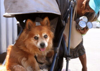 The spay-neuter mandate does needless harm to Angelenos