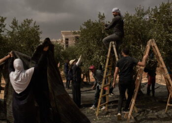 Israeli settlers torch cars and trees in West Bank villages, disrupting Palestinians’ olive harvest