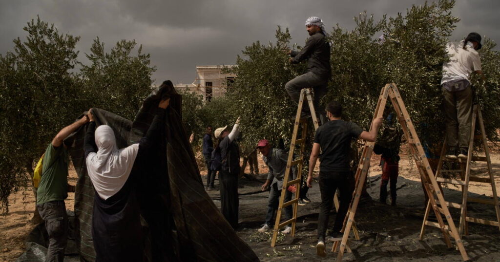 Israeli settlers torch cars and trees in West Bank villages, disrupting Palestinians’ olive harvest