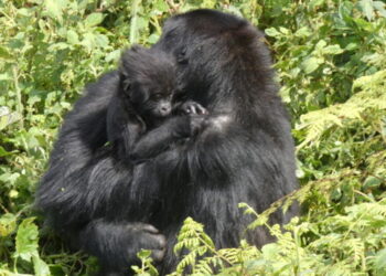 Reintroduced Grauer’s gorilla is raising baby in Central African national park, ‘makes us happy’