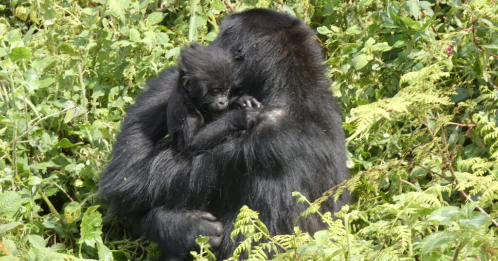 Reintroduced Grauer’s gorilla is raising baby in Central African national park, ‘makes us happy’
