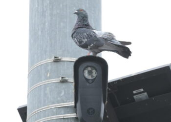 Amid Flock backlash, LAPD moves forward with license plate readers from another company