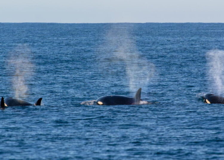 Surprising close encounters with marine predators in California bring awe and fear