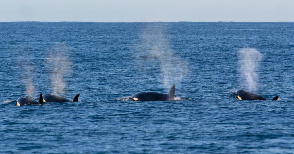 Surprising close encounters with marine predators in California bring awe and fear