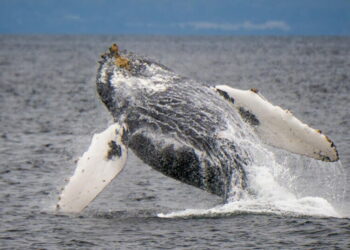 California creates first tribal-led marine protected areas