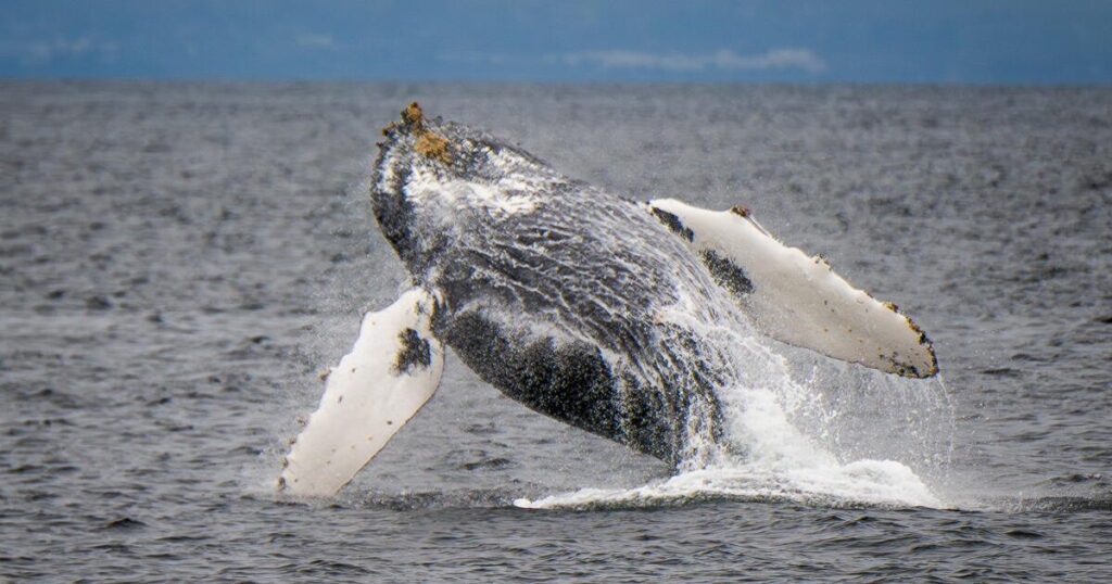California creates first tribal-led marine protected areas