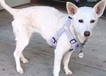 Luna, a 10-year-old Jack Russell, just survived a month loose in Yellowstone National Park