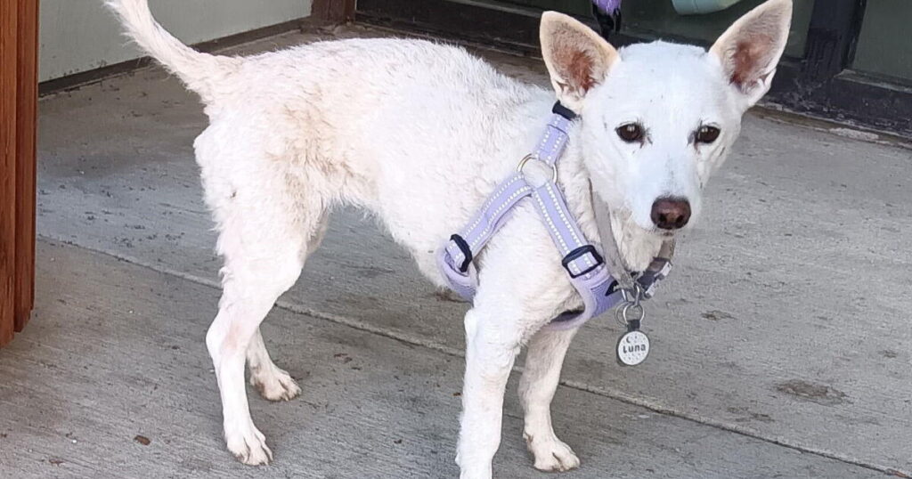 Luna, a 10-year-old Jack Russell, just survived a month loose in Yellowstone National Park