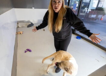 Dog rescue favored by celebrities is an ‘illegal commercial enterprise,’ L.A. claims