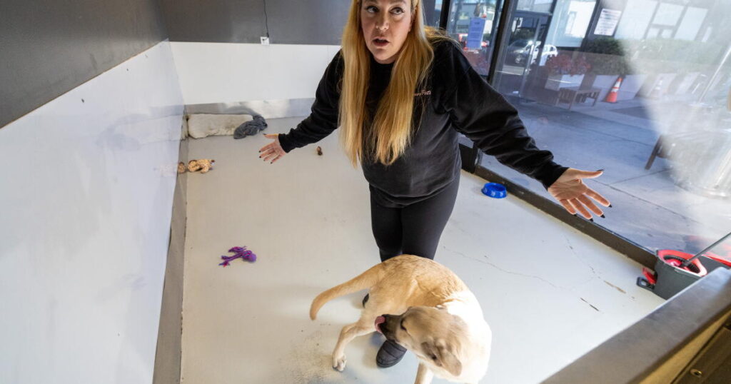 Dog rescue favored by celebrities is an ‘illegal commercial enterprise,’ L.A. claims