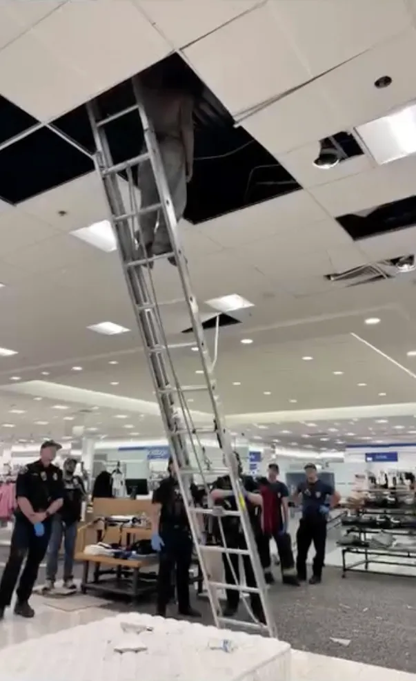 Vancouver police officers stand below a ladder as a suspect is apprehended from the ceiling of a mall.
